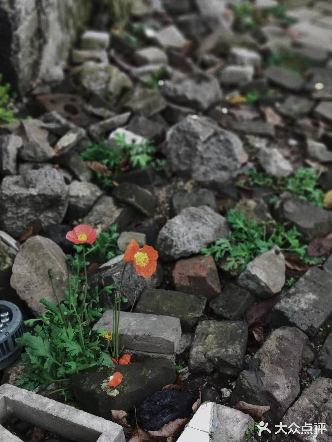 最近很火的小众打卡圣地🌟废墟之上仍有浪漫重生🌹