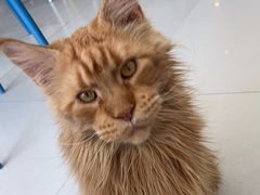 -平行世界·猫咖(首经贸店)