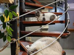 -豆逗聊愈猫阁Easy Life