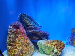 -上海海洋水族馆