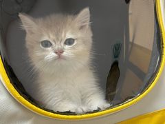 -瑞派康怡24h宠物医院·犬猫医疗中心·微创绝育(瑞景分院)