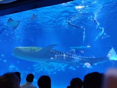 -烟台海昌鲸鲨海洋公园