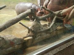 -辛玛王国游乐园