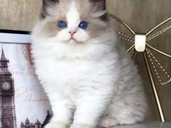 -青奢宠物·青奢猫舍