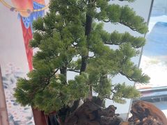 -顺峰(农展馆店)
