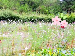 -神光山国家森林公园