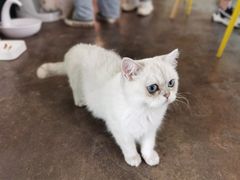 -喵屿·大理花园猫咖