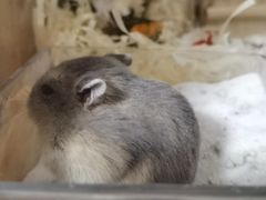 -钓仓鼠(洋桥北里小区店)