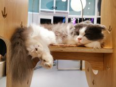 -飞行喵MR PILOT|猫舍·猫咖(静安大融城店)