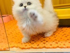 -欣宠猫屋·矮脚拿破仑·蓝金金渐层