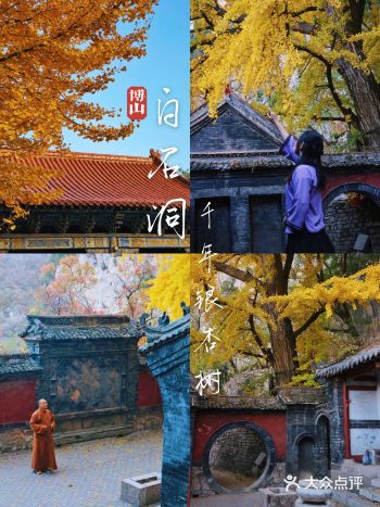 来博山白石洞看银古树，超级美