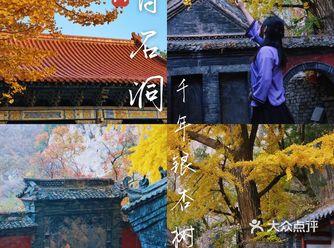 来博山白石洞看银古树,超级美