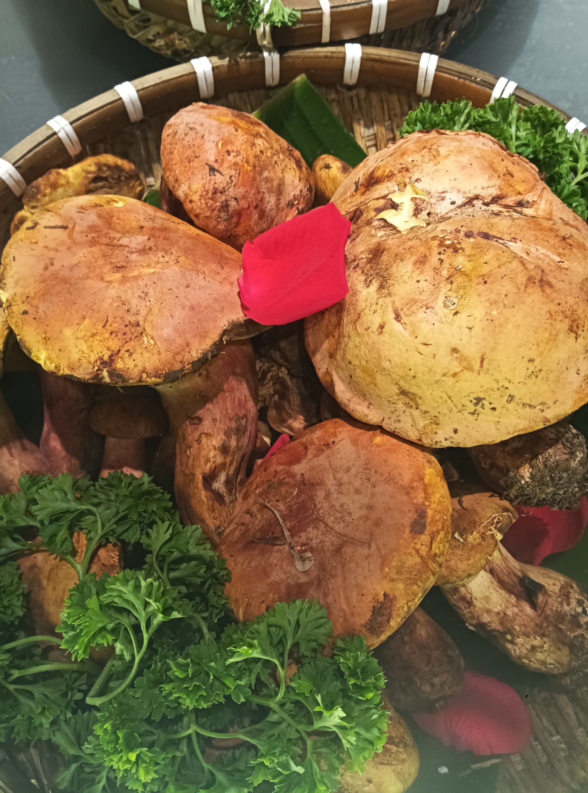 见手青,云南野生菌中的独特美味.