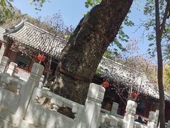 -潭柘寺景区