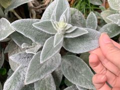 -墨尔本皇家植物园