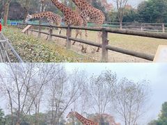 -成都动物园