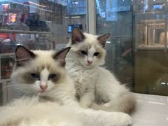 -翊宠yipet猫狗购宠庄园犬舍•猫舍