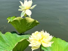 -莲花池公园