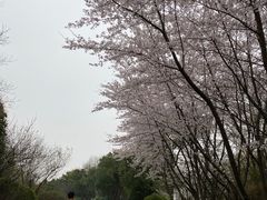 -南京市江宁方山