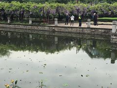 -嘉定紫藤园