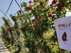 -苏州太湖西山岛开心农场
