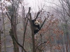 -都江堰中华大熊猫苑