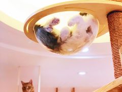 -滚猫咖啡·猫咖·猫友好撸猫(未来城店)