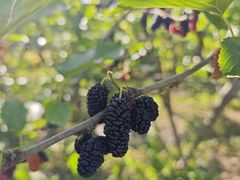 -南京小时候桑葚采摘园