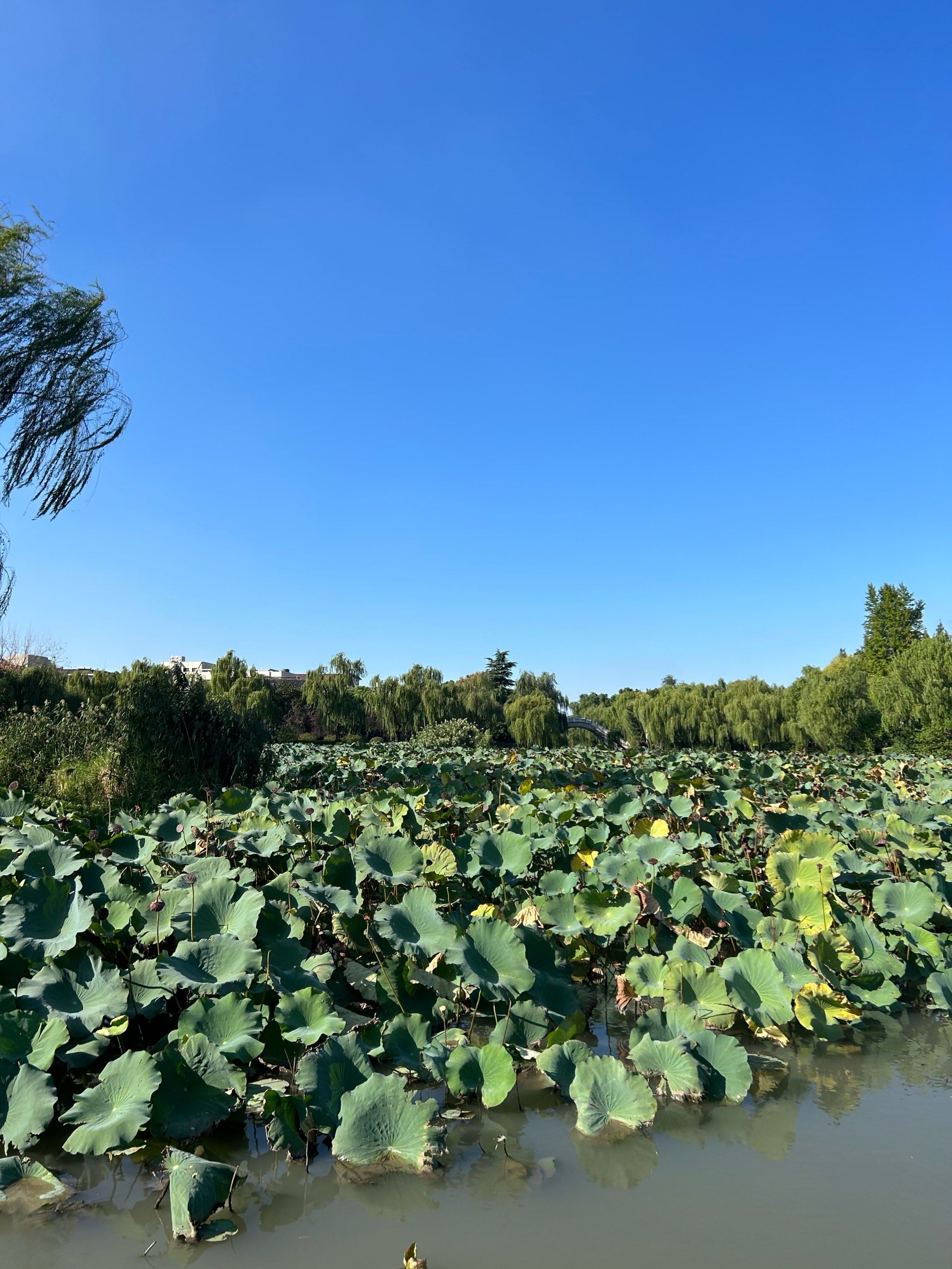 荷花池公园的秋水长天