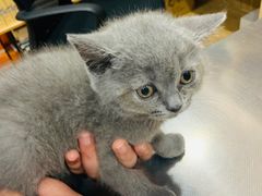 -瑞派名望24h动物医院异宠专科·猫专科·骨科·重症监护分院