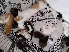 -平行世界·猫咖(首经贸店)