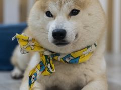 -柴迷FANS CLUB·柴犬狗咖·猫咖