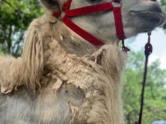 -深圳野生动物园