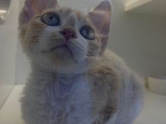 -小猫来了·猫舍(红山六九七九店)
