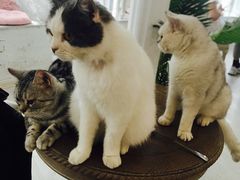 景观位-共舞时光猫咖·狗咖(新街口店)