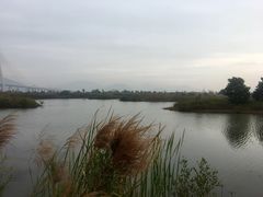 -芒洲湿地公园