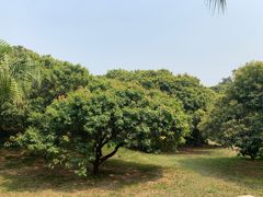 -荔香公园