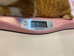 -御宝贝·A梦猫科宠物医院(国际猫友好医院)