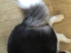 -瑞派·关忠动物医院·猫专科·犬专科(三环新城店)