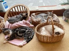 -猫友咖啡店(玉林西路店)