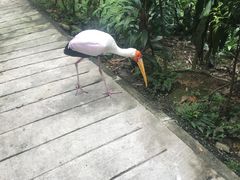 -吉隆坡雀鸟公园