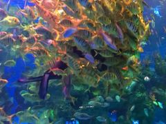 -芜湖新华联大白鲸海洋公园