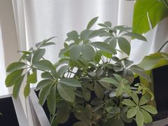 -曾家厨房·新徽菜(九华山路店)