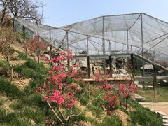 -青岛森林野生动物世界