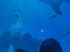 -成都浩海立方海洋公园