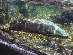 -暹罗海洋世界
