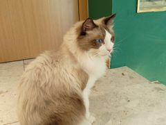 -飞行喵MR PILOT|猫舍·猫咖(静安大融城店)