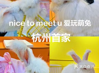 杭州探店|首家安哥拉巨兔体验馆