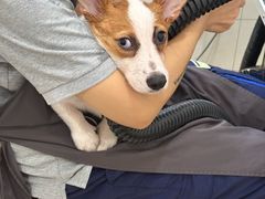 -艾贝尔宠物医院 ·内科全科(梁溪路店)