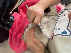 -70cat德文卷毛猫·缅因猫纯种猫舍